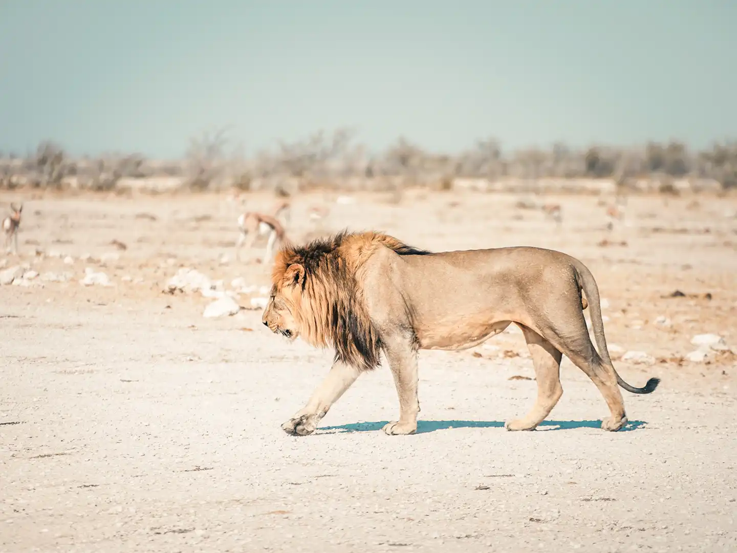 1517-ondili-region-etosha_md
