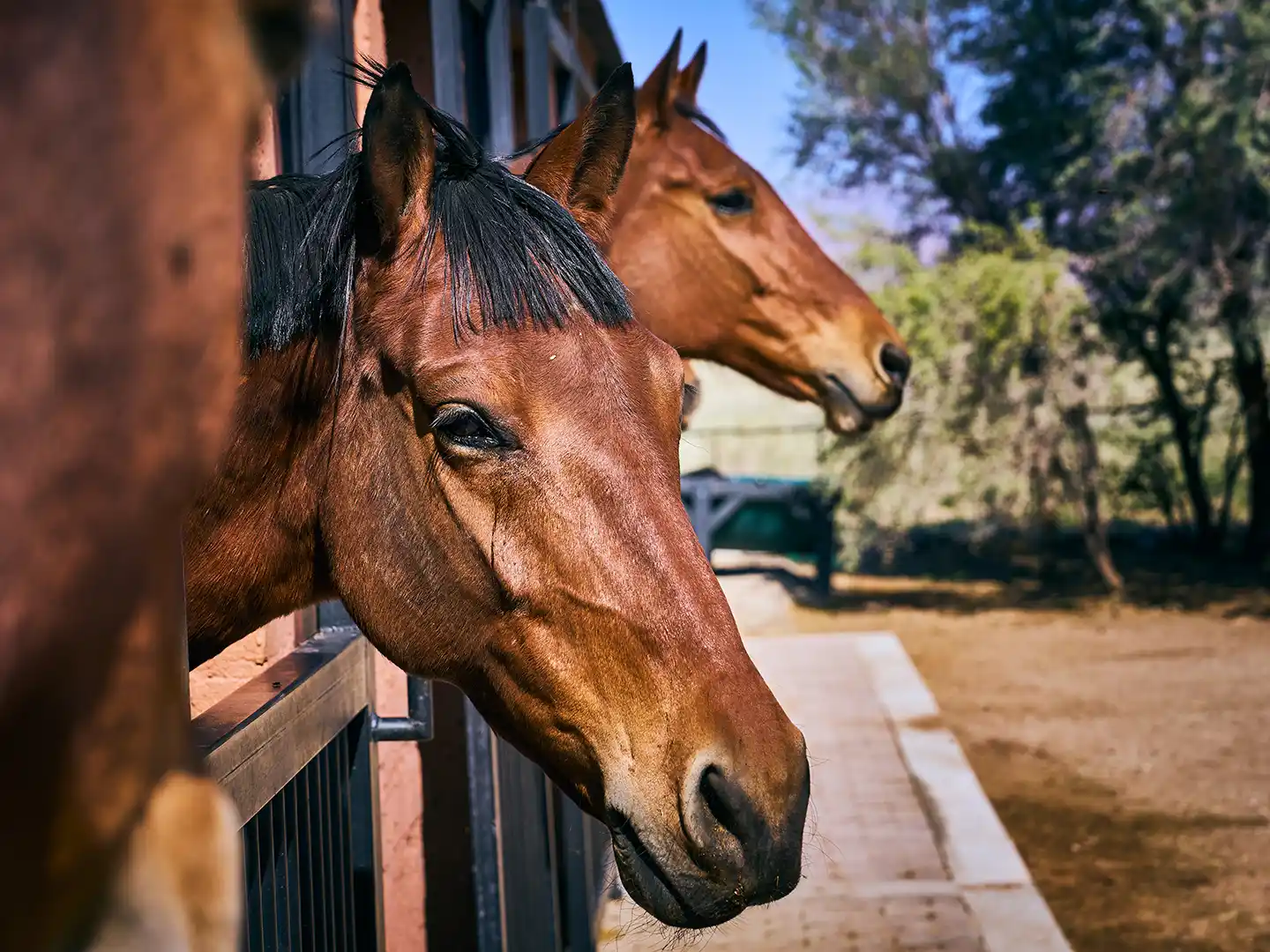 232-Ondili-aktivitaet-horse-ride_03_md