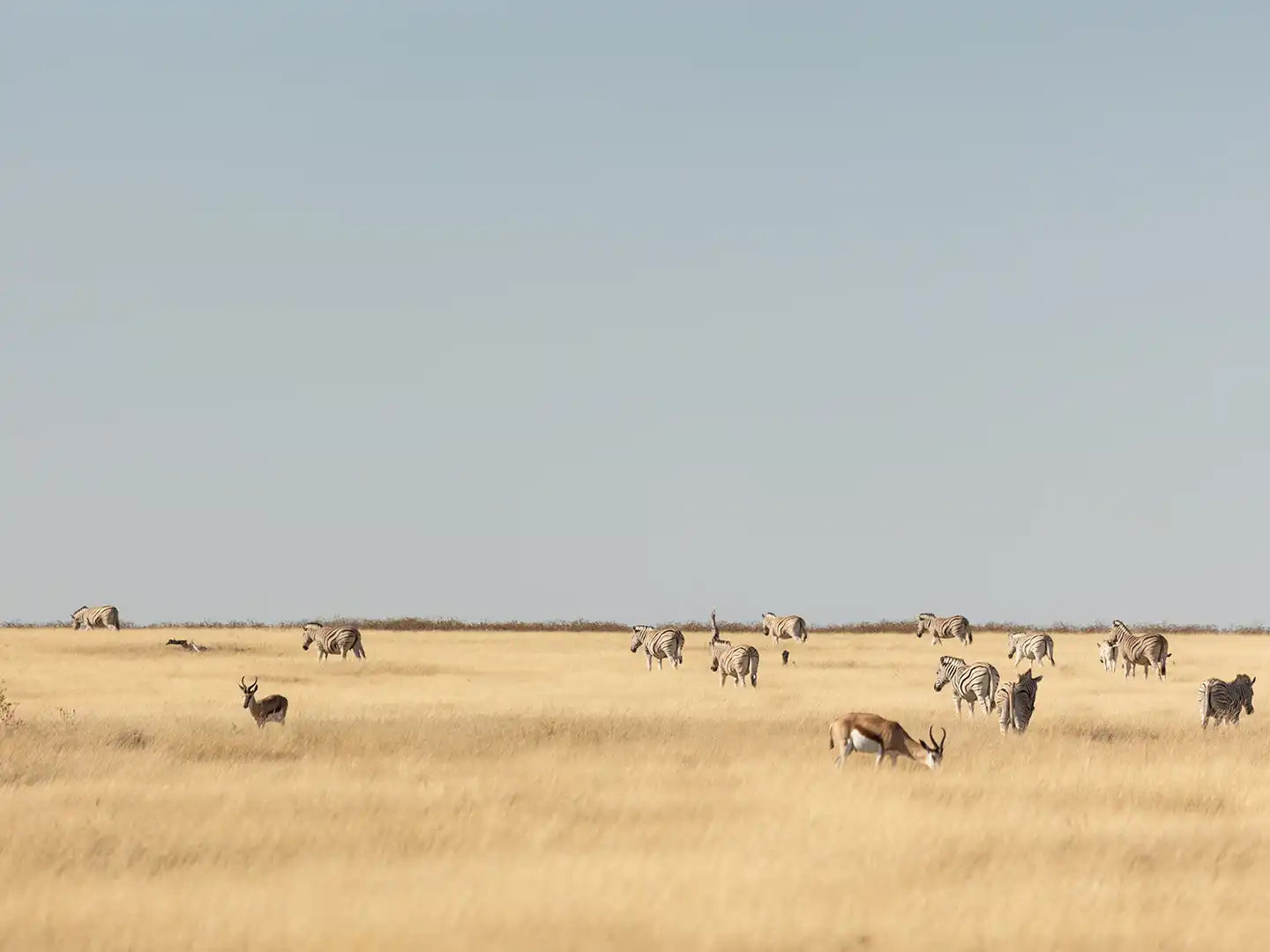 8402-ondili-Etosha Oberland_region_md