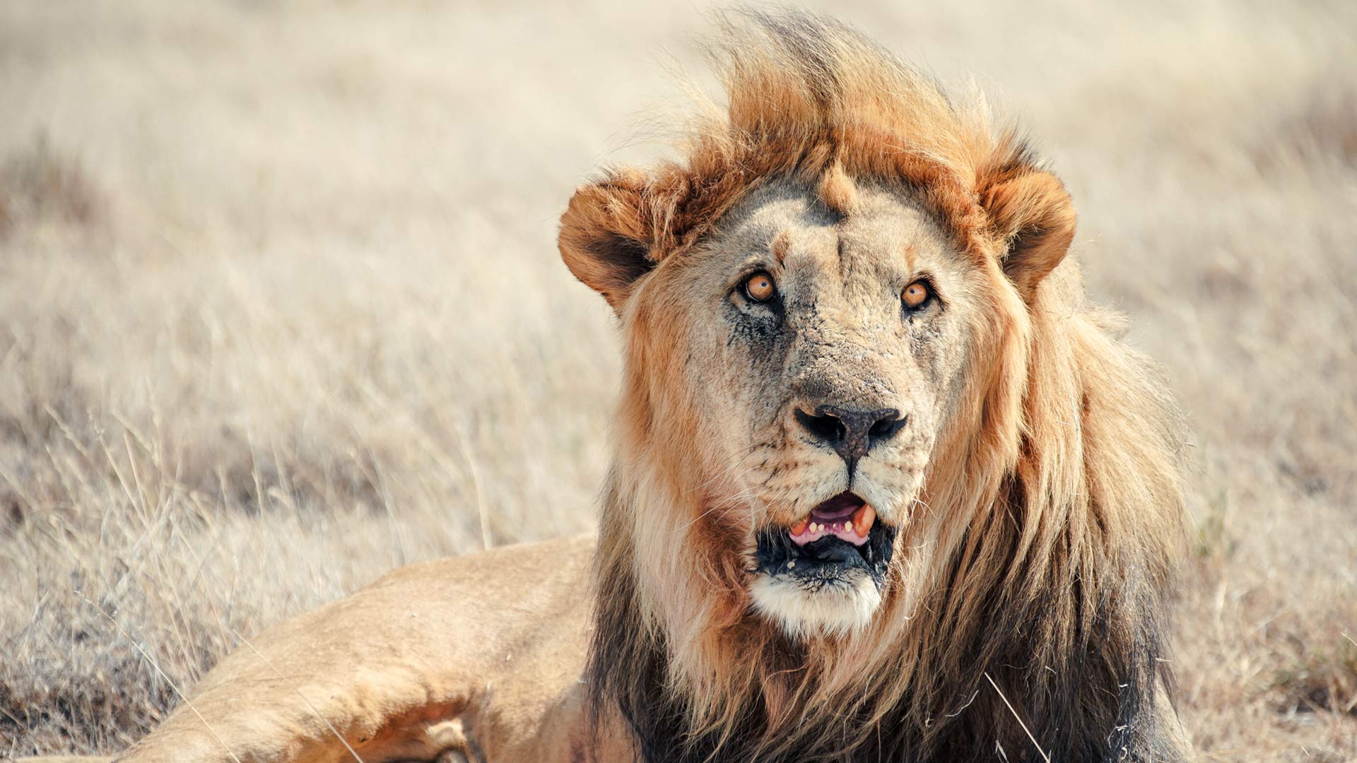 etosha-safari-01-xl