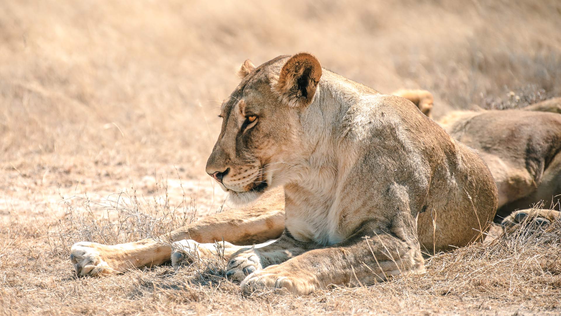 etosha-safari-04-xl