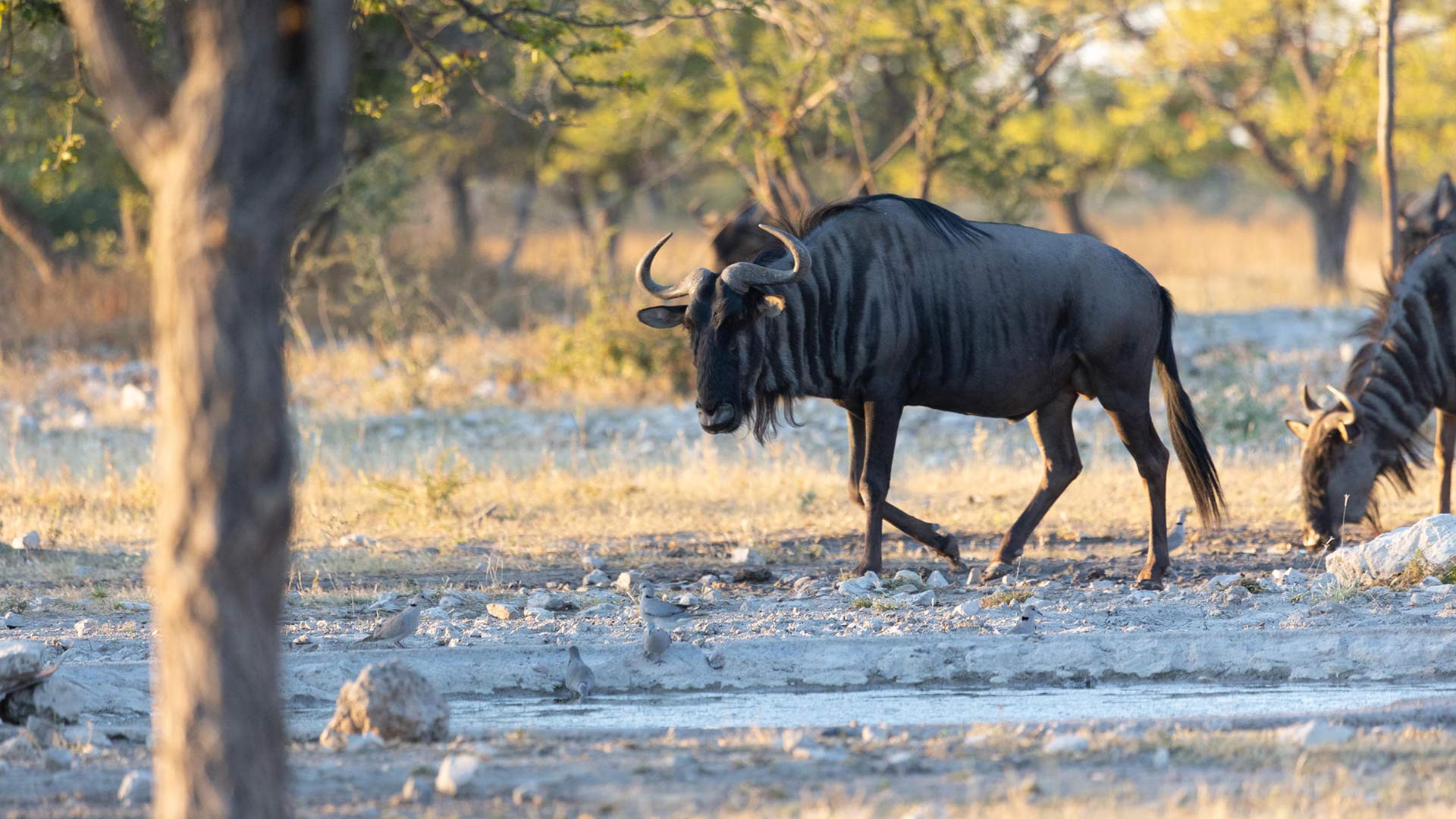 etosha-safari-07-xl