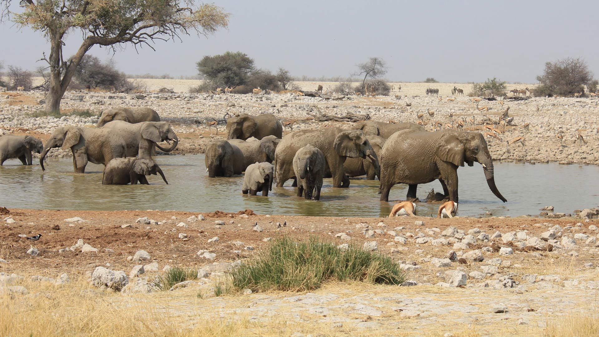 etosha-safari-08-xl