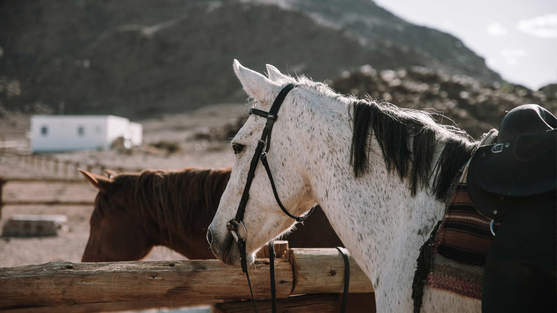 namib-horse-trails-03-xl