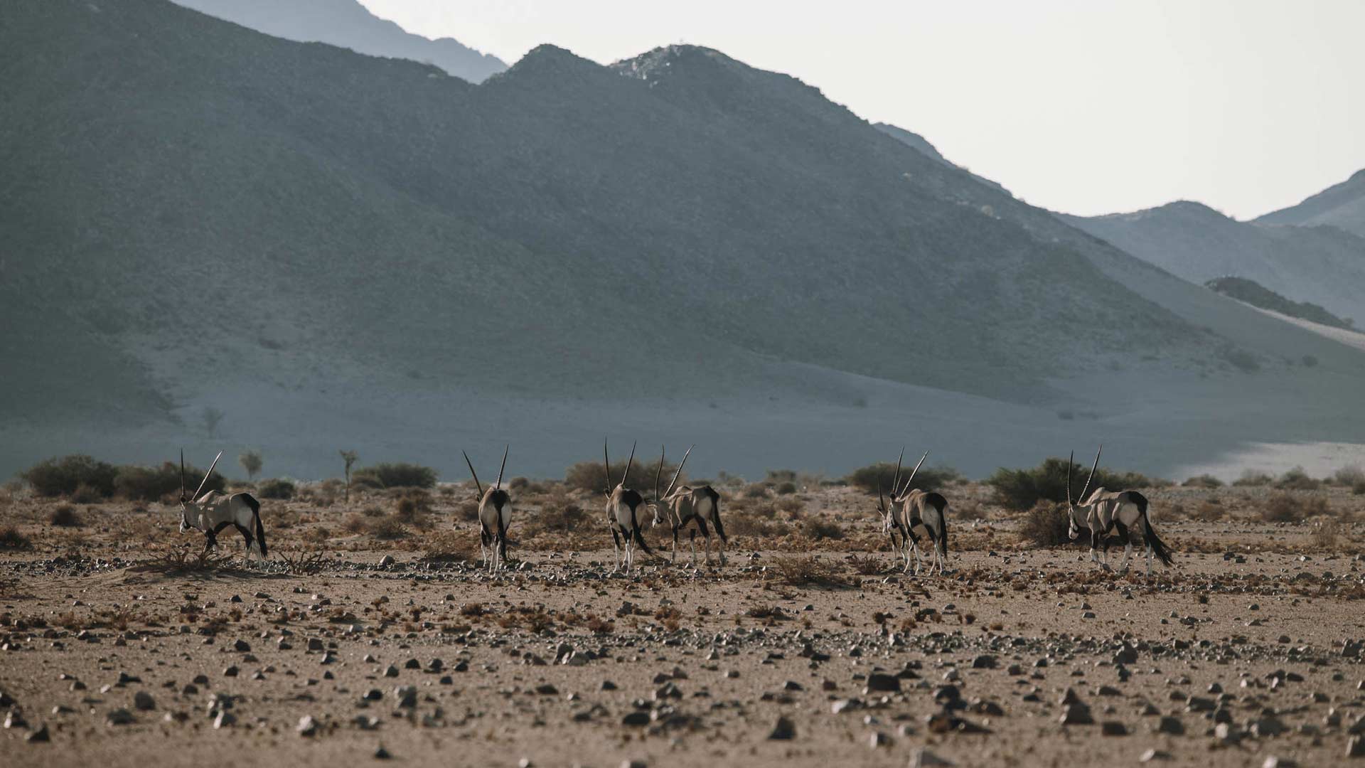 namib-horse-trails-04-xl