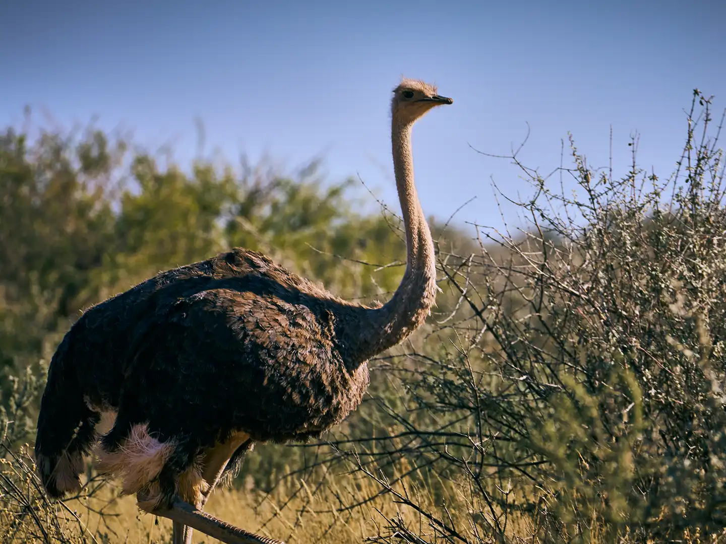 ondili-aktivitaet-scenic-drive-kalahari_03_md