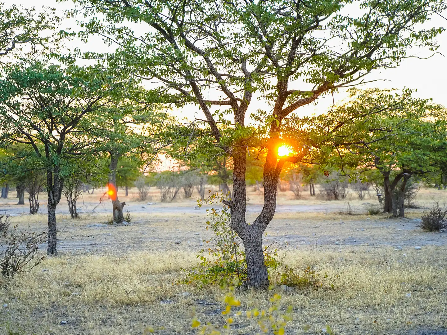 ondili-aktivitaet-sundowner-drive-etosha_02_md
