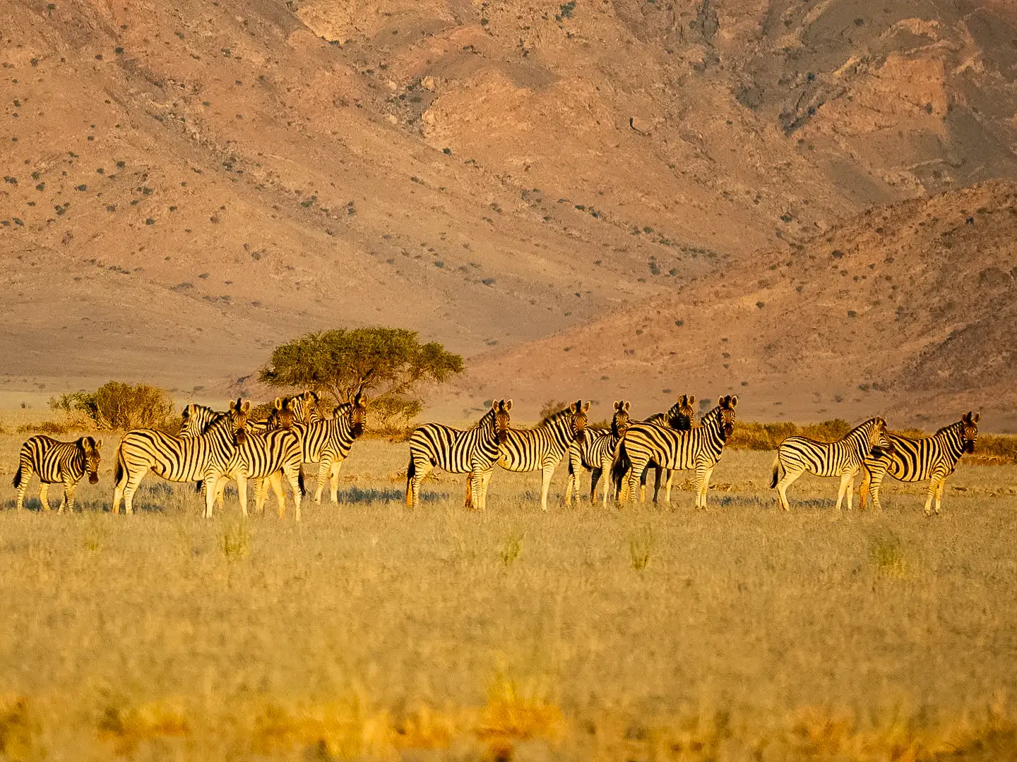 ondili-aktivitaet-sundowner-drive-namib_03_md
