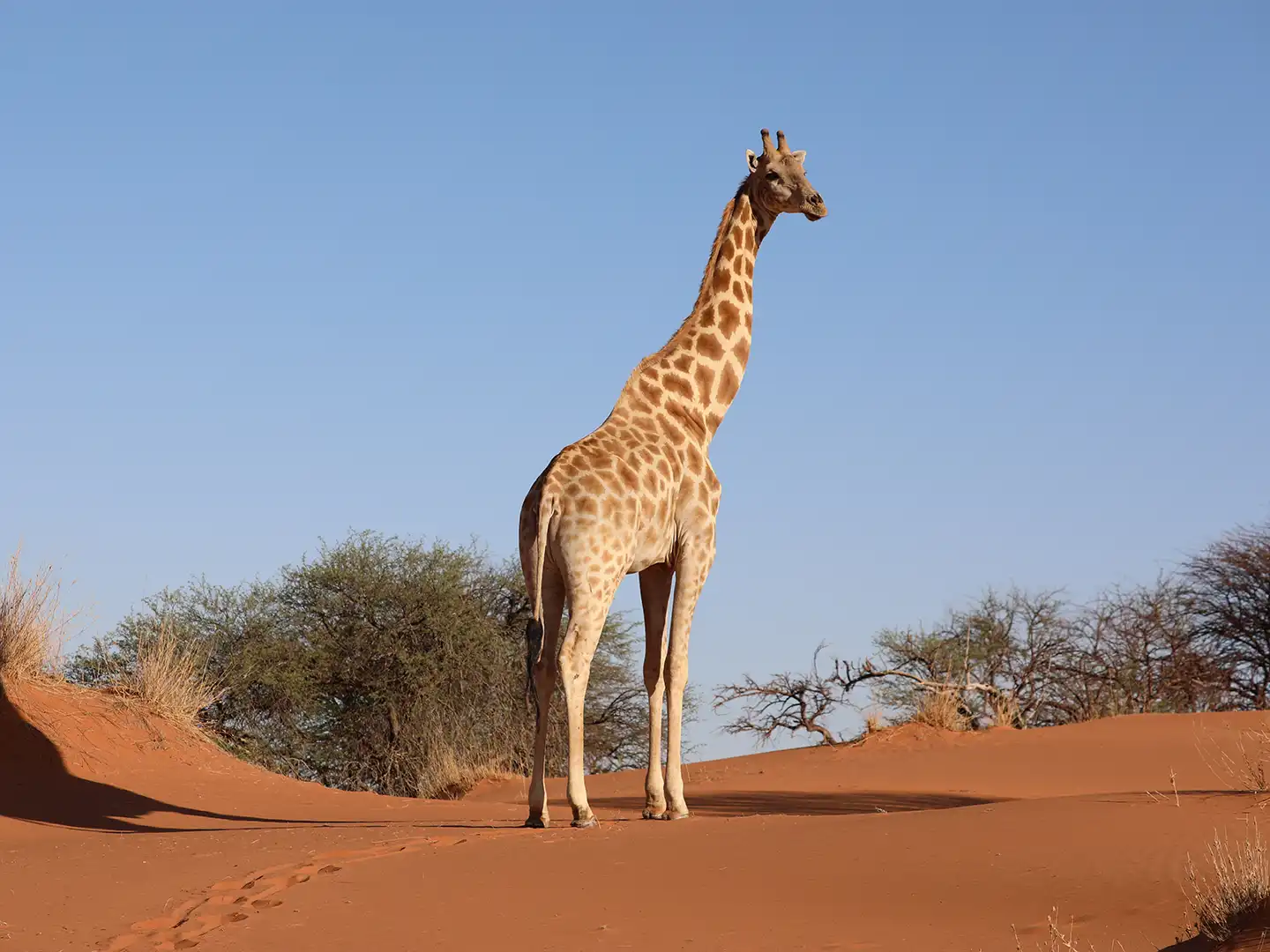 ondili-aktivitaet-wandern-kalahari_01_md