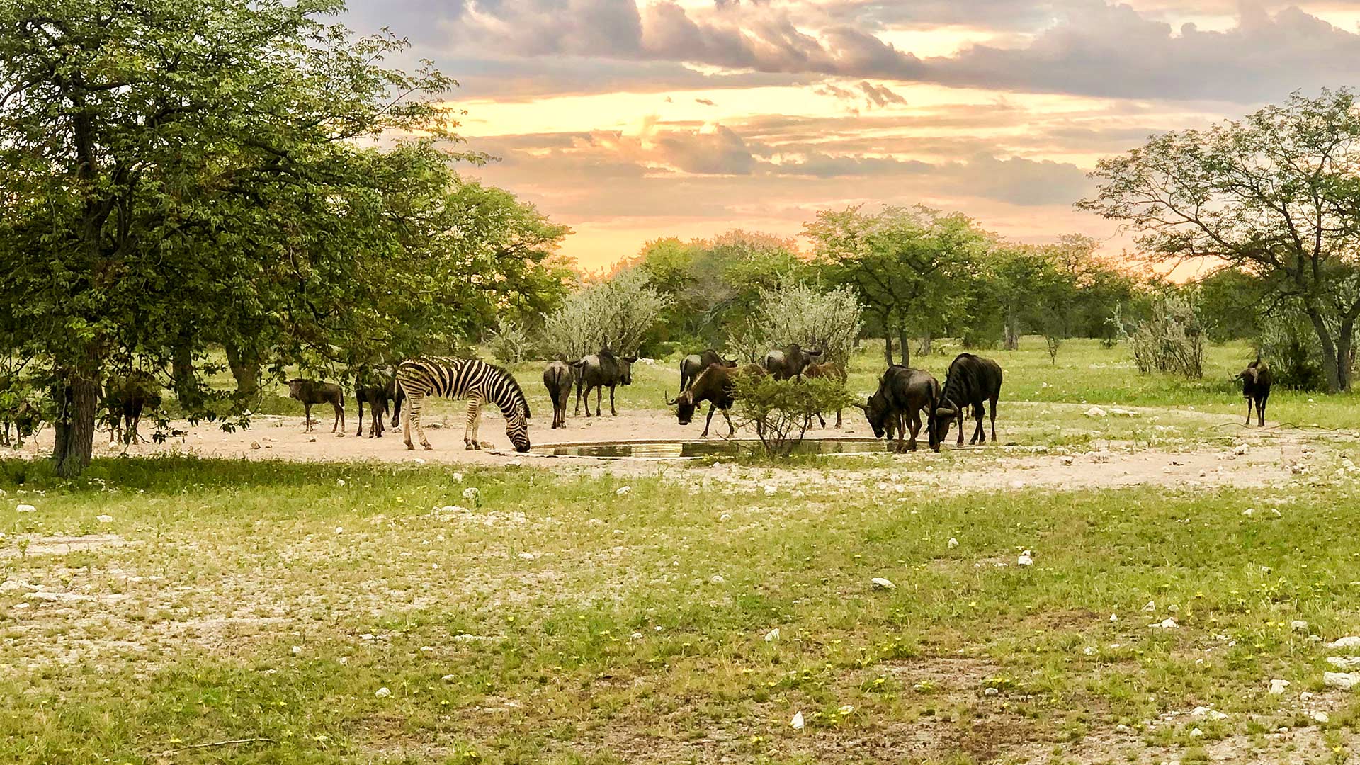 region-etosha-01-xl