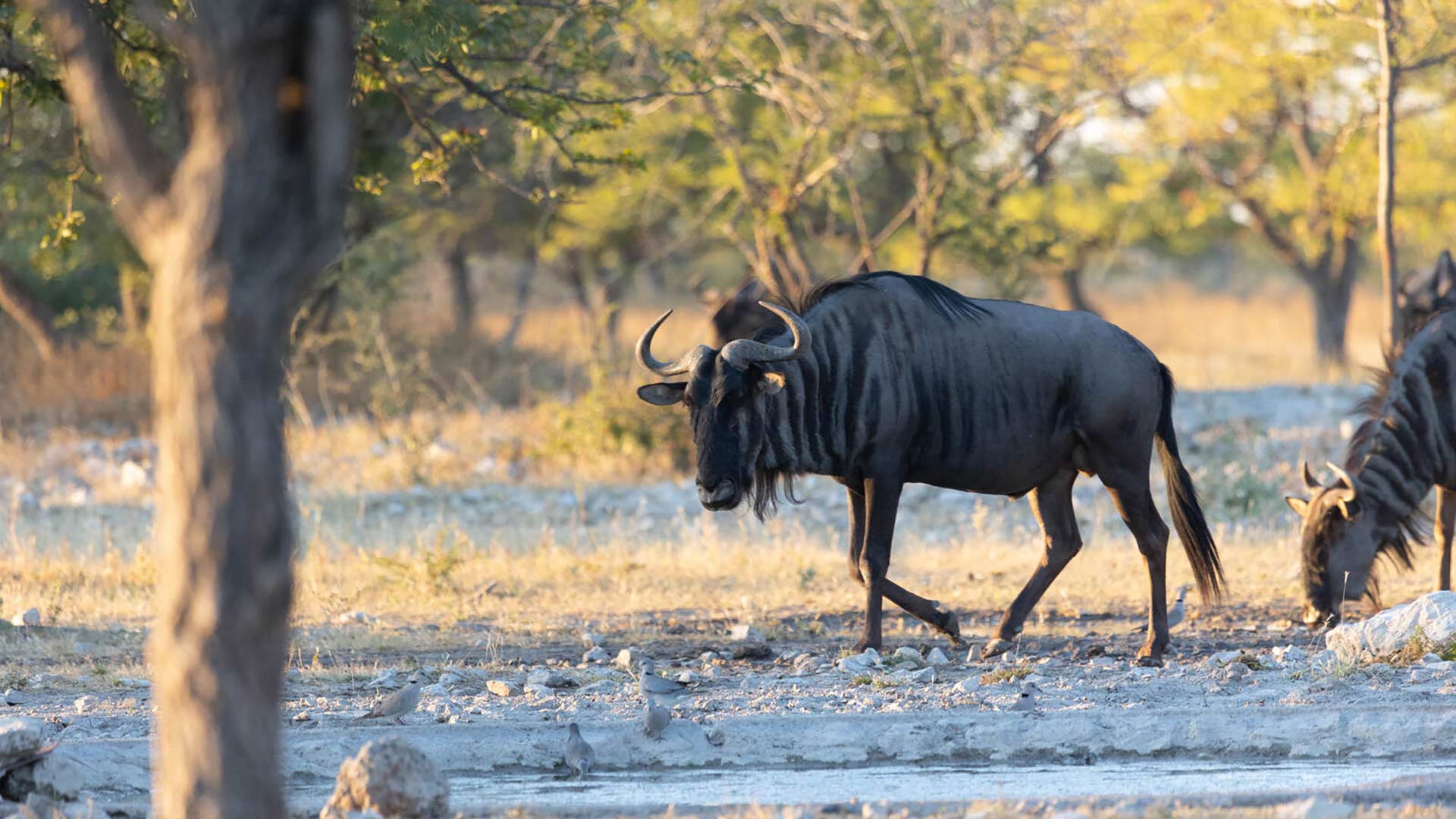 region-etosha-01-xl