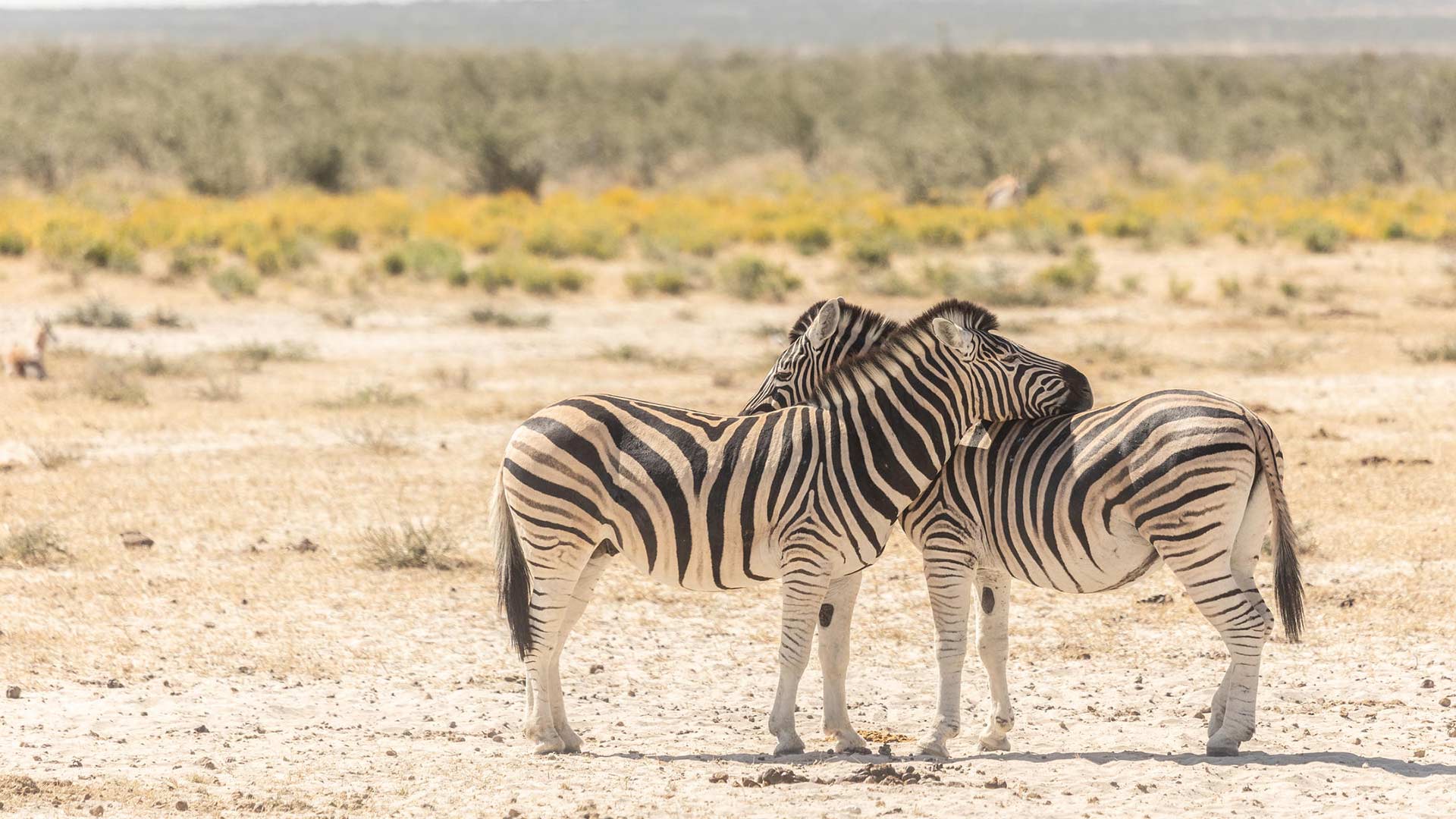 region-etosha-02-xl