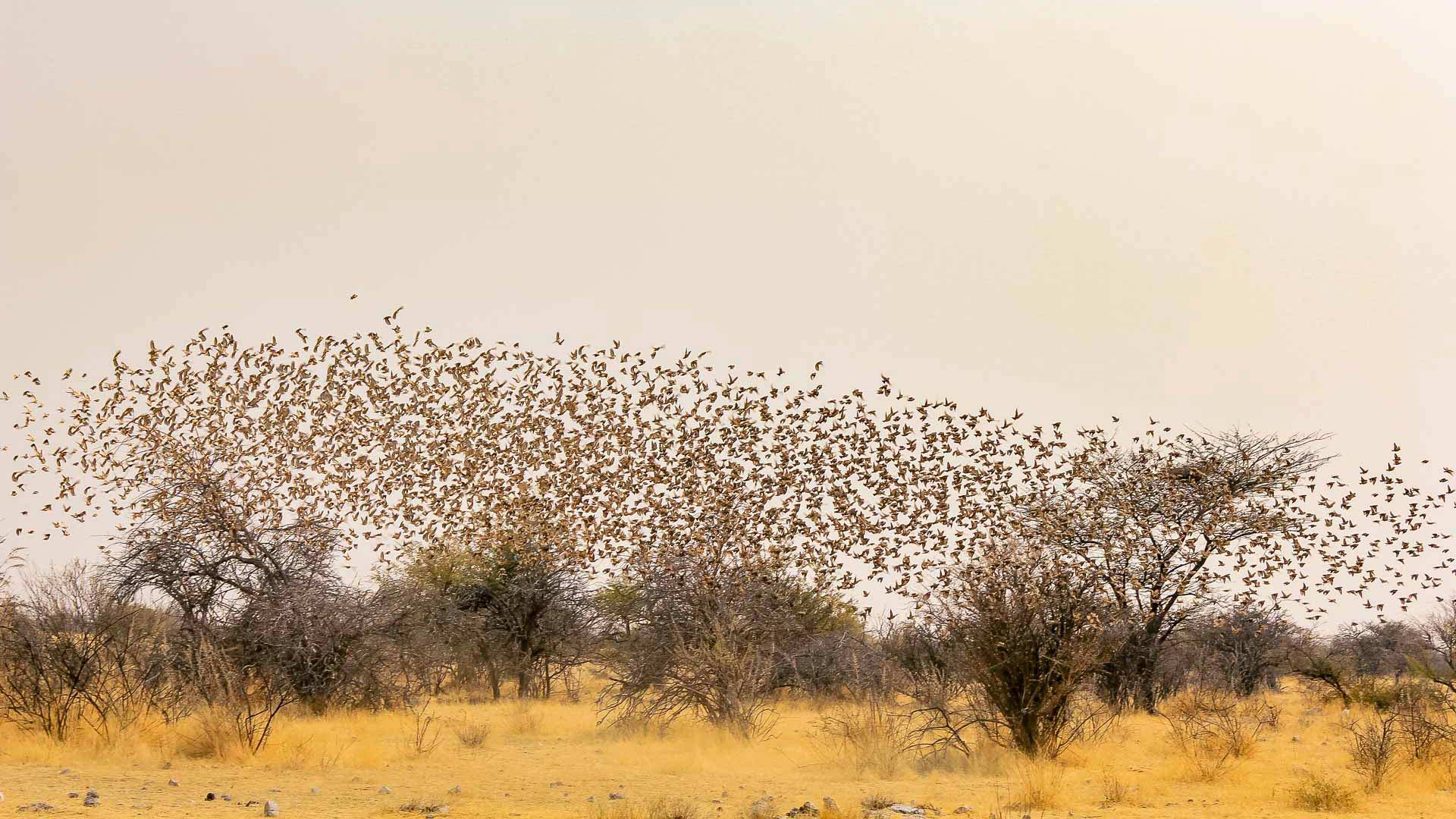 region-etosha-03-xl