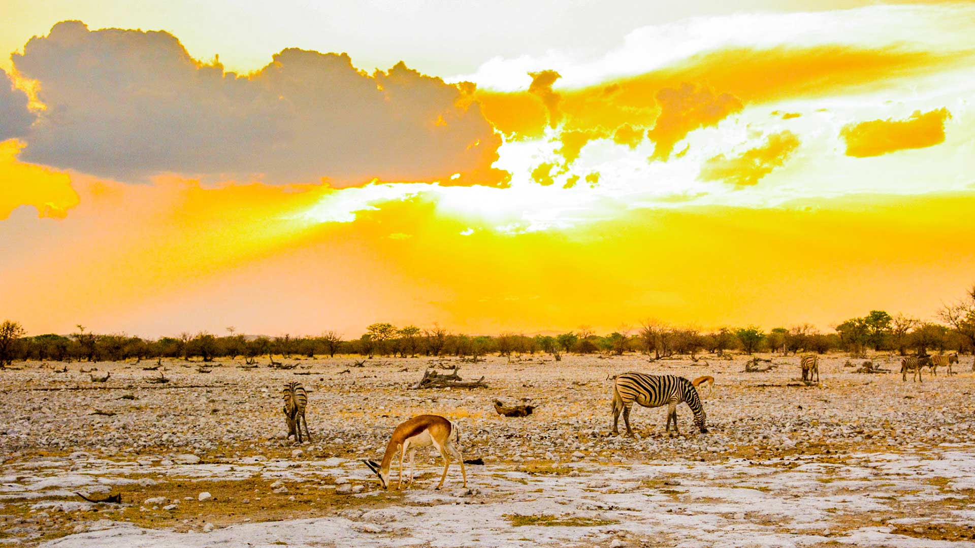 region-etosha-04-xl
