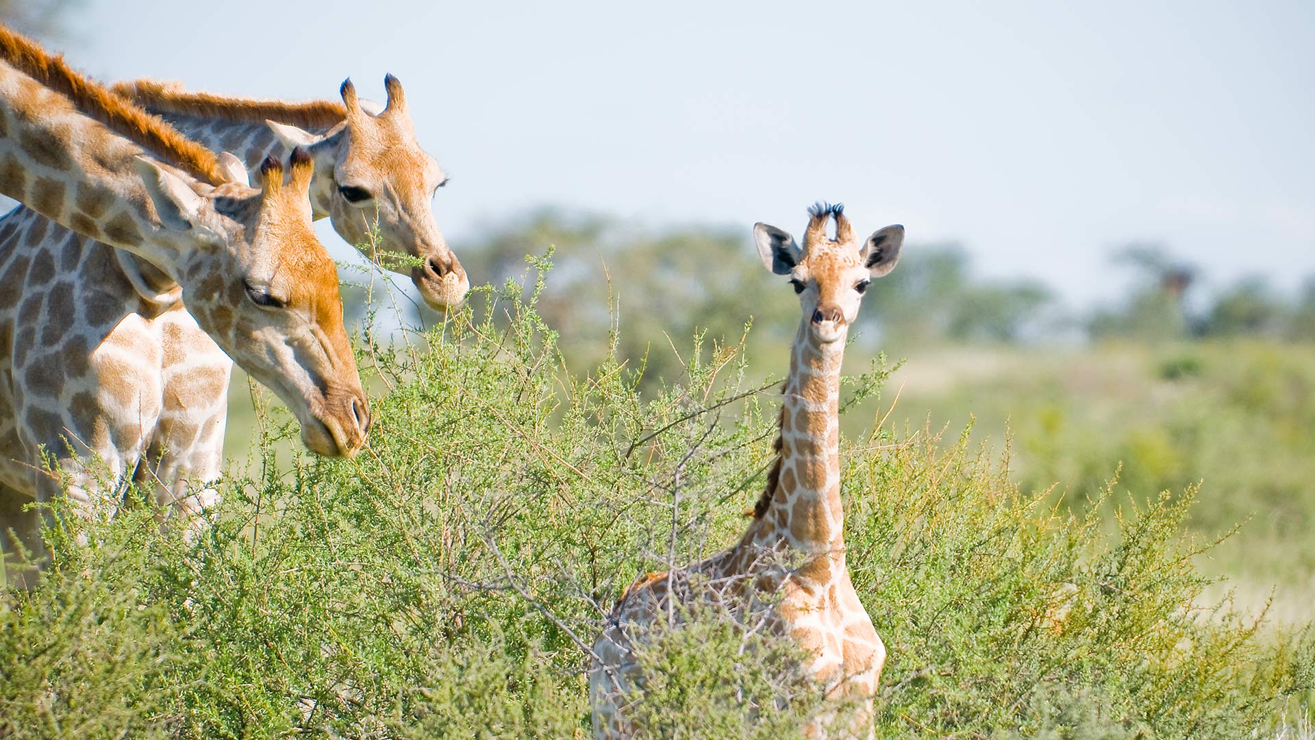region-kalahari-head-01-xl