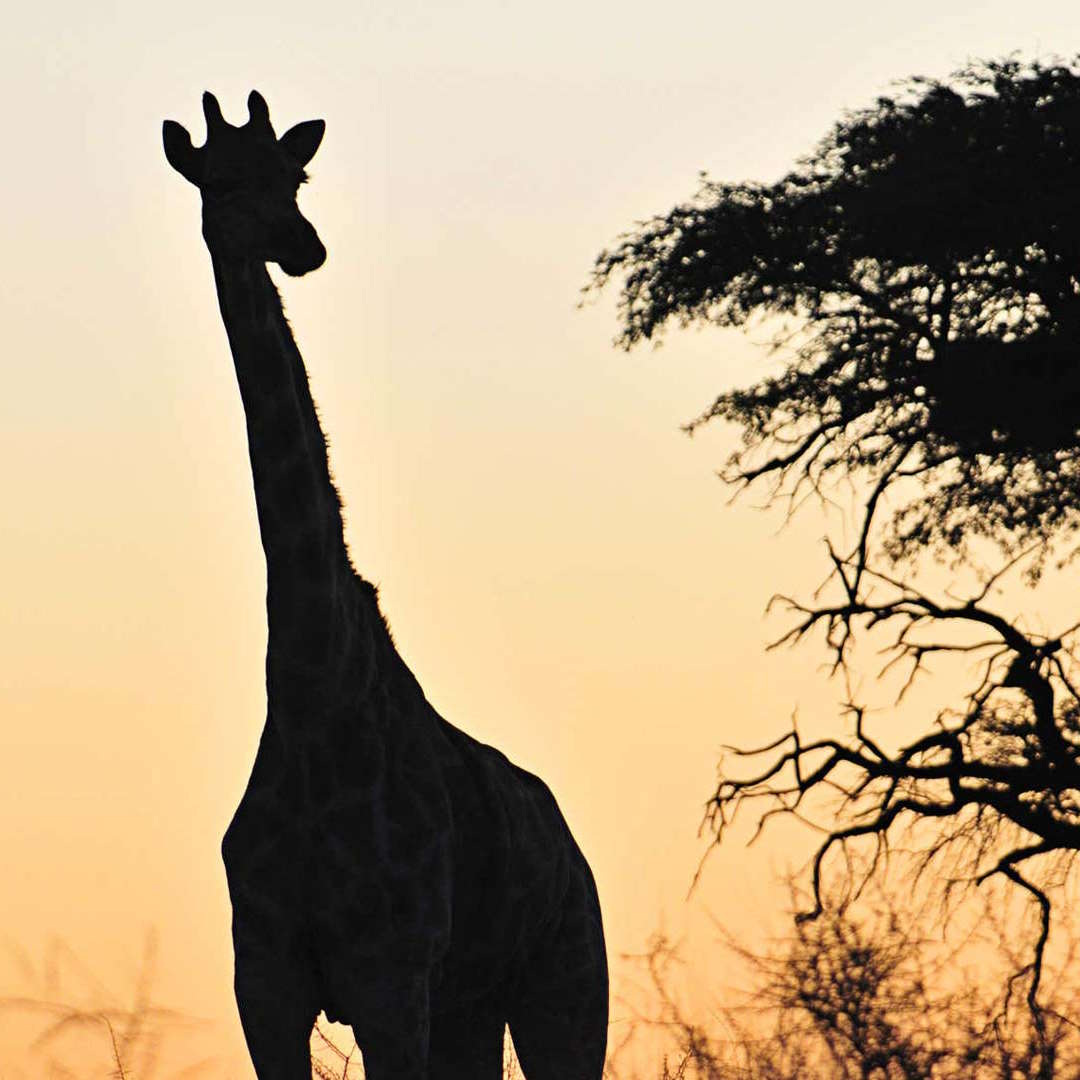 sundowner-drive-etosha-1080