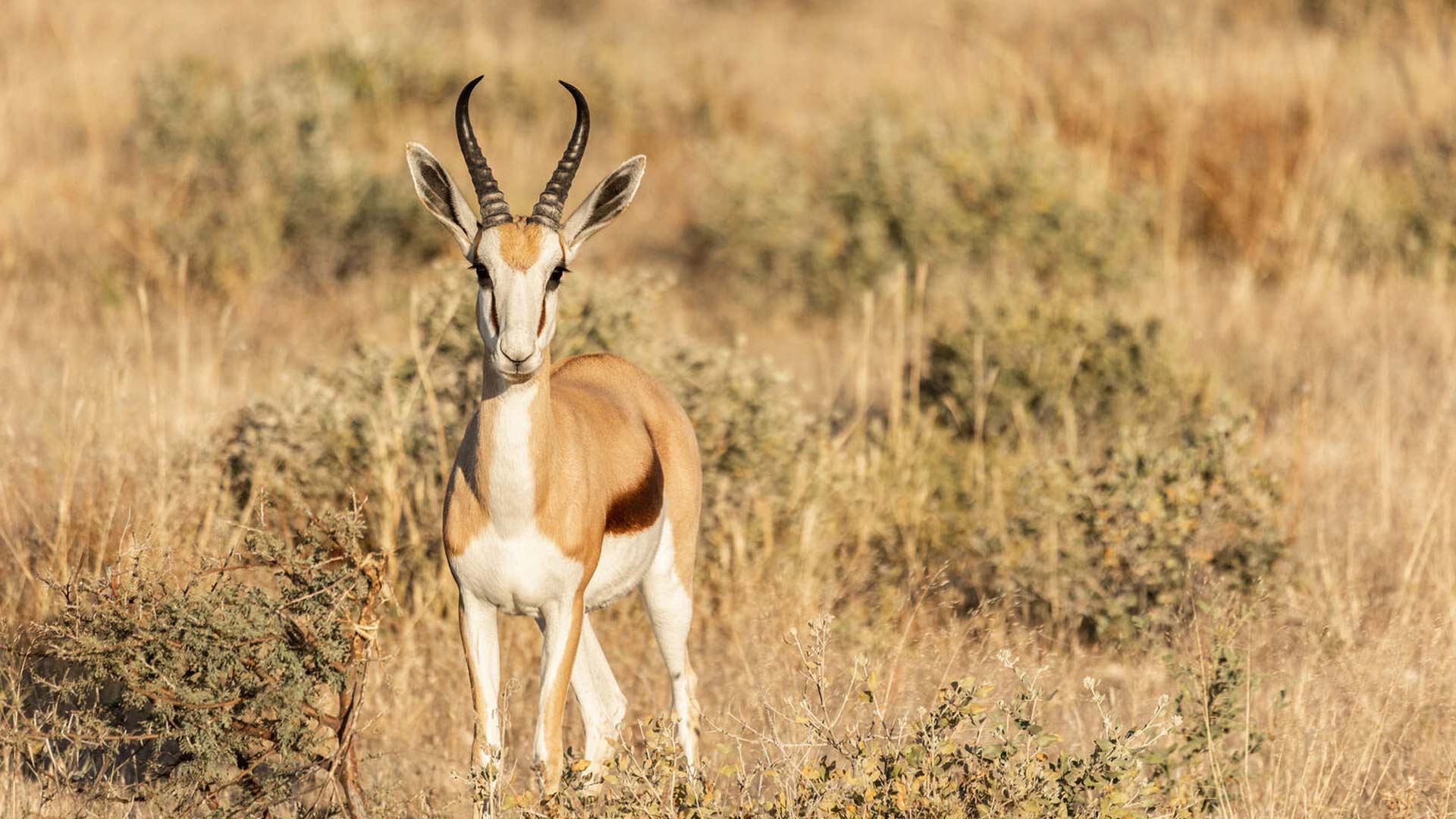wanderungen-aktivitaeten-etosha-01-xl