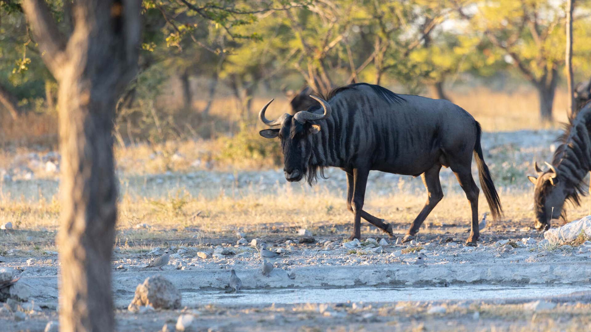 wanderungen-aktivitaeten-etosha-03-xl