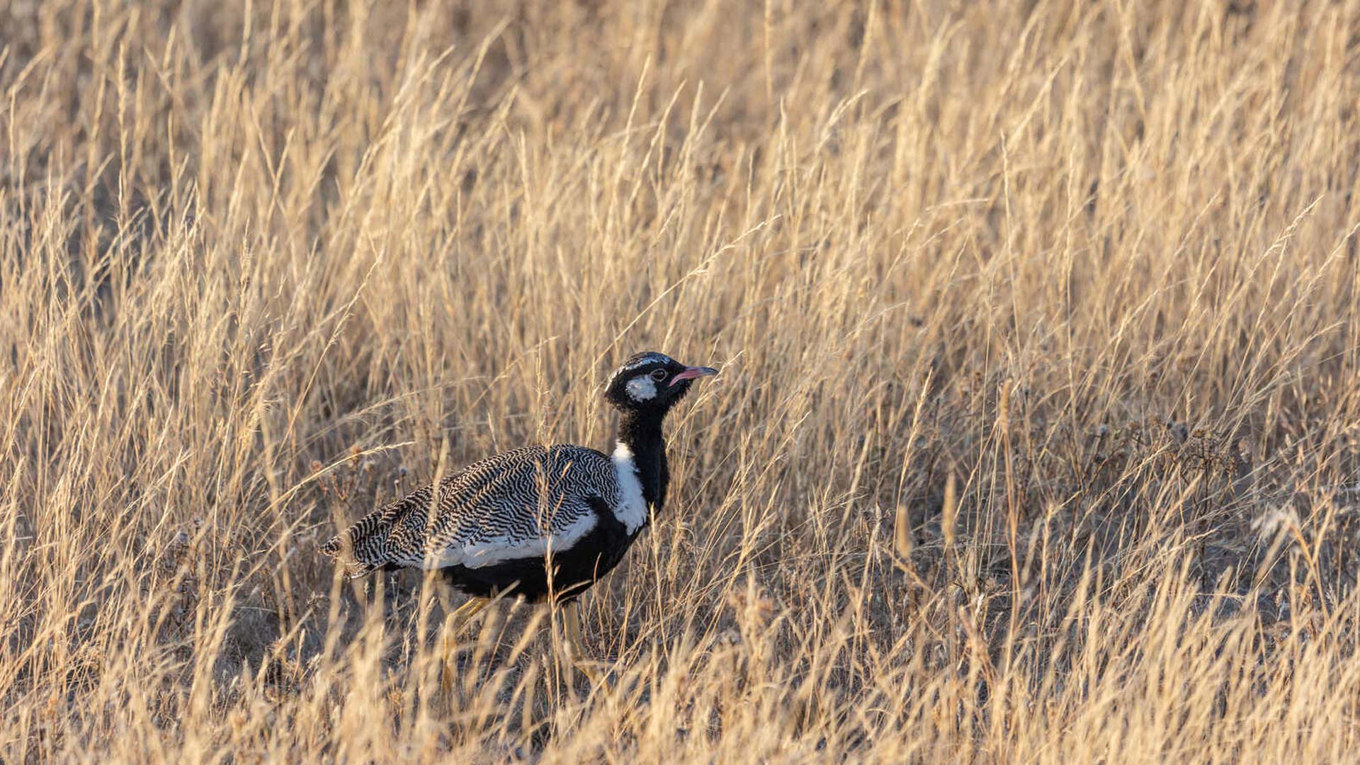 wanderungen-aktivitaeten-etosha-04-xl