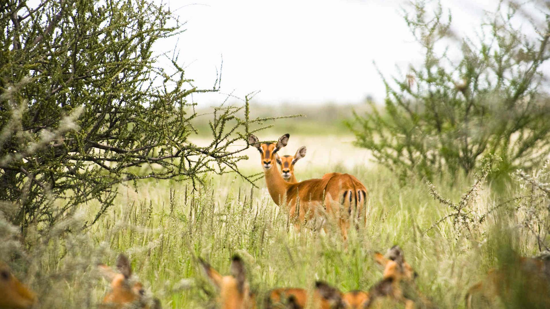 wanderungen-aktivitaeten-kalahari-03-xl