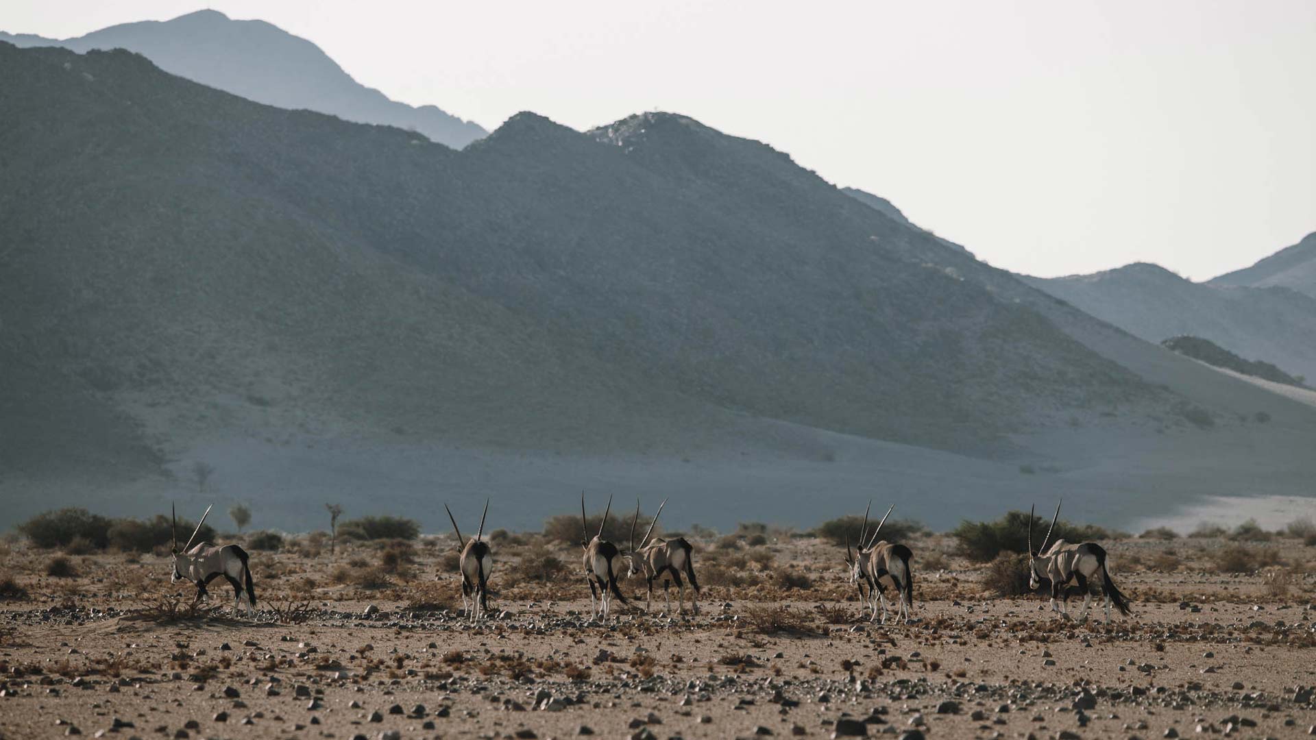wanderungen-aktivitaeten-namib-03-xl